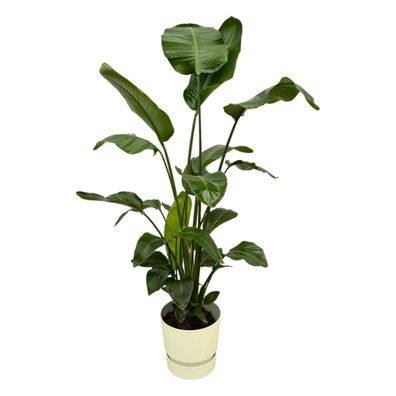 Strelitzia Nicolai einschließlich elho Greenville Runde weiß - Ø30cm - 150-160c