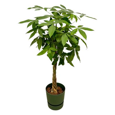 Pachira Aquatica einschließlich elho Greenville Rundes Grün - Ø30cm - 150-160cm