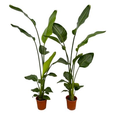 Strelitzia Nicolai | 2 Stücke - Ø17cm - 130cm - Zimmerpflanze - Immergrün - Mul