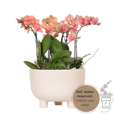 Kolibri Orchids | orangefarbenes Pflanzenset in Gummischale inkl Wasserreservoir |