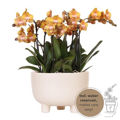 Oranje orchideeën plantenset im Gummy dish inkl Wasserreservoir - Ø30cm - 30-50c