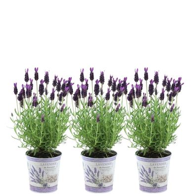 Plants by Frank - Lavandula stoechas Anouk im Dekotopf 'Lavenderprint' - 13 Topf