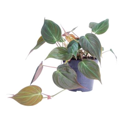 Philodendron scandens 'Micans' - Ø12cm - 25cm - Zimmerpflanze - Immergrün