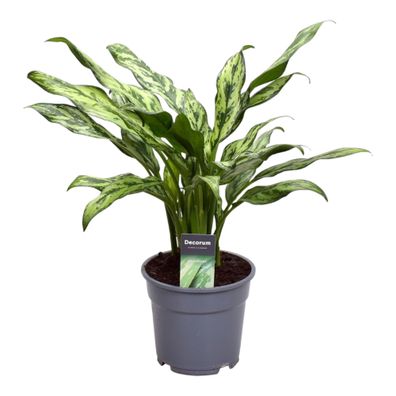 Aglaonema Juliette - Ø12cm - 30-40cm - Zimmerpflanze - Immergrün