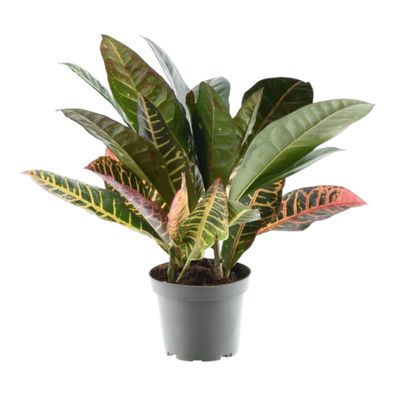 Codiaeum variegatum 'Petra' - Ø12cm - 30cm - Zimmerpflanze - Immergrün