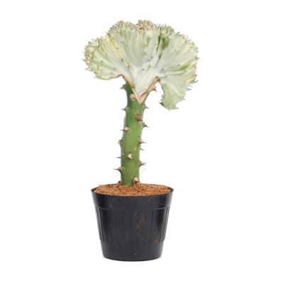 Euphorbia lactea Cristata Weiß - Ø10.5cm - 30cm - Zimmerpflanze - Immergrün - K