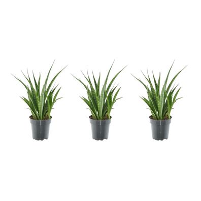 Sansevieria Kirkii | 3 Stücke - Ø12cm - 38cm - Zimmerpflanze - Immergrün - Mult