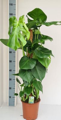 Monstera Moosstab - Ø19cm - 80cm - Zimmerpflanze - Immergrün