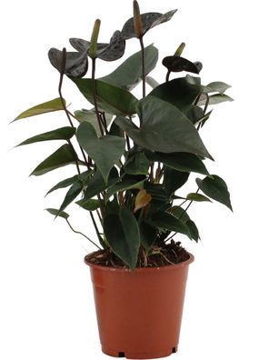 Anthurium Black Love - Ø12cm - 36cm - Zimmerpflanze - Immergrün