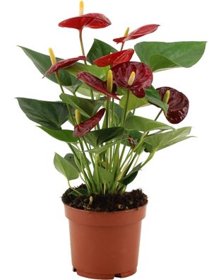 Anthurium Calon - Ø12cm - 36cm - Zimmerpflanze - Immergrün