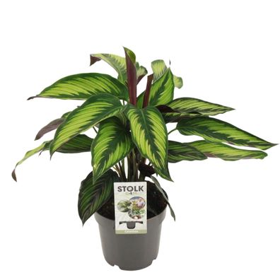 Calathea Majestica Princeps - Ø14cm - 45cm - Zimmerpflanze - Immergrün