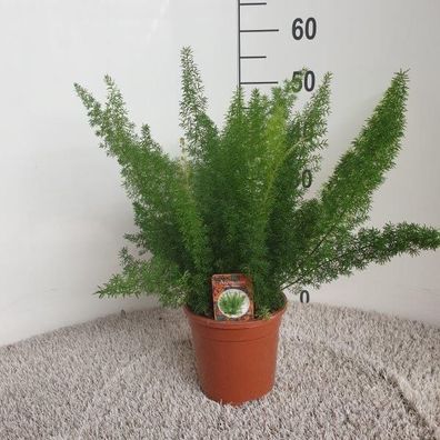Asparagus densiflorus Meyers - Ø17cm - 40-50cm - Zimmerpflanze - Immergrün