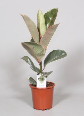 Ficus Elastica Tineke - Ø17cm - 60cm - Zimmerpflanze - Immergrün