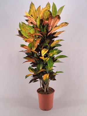 Croton Iceton verzweigt - Ø21cm - 120cm - Zimmerpflanze - Immergrün