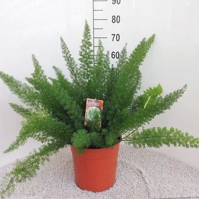 Asparagus D Meyers - Ø27cm - 50-60cm - Zimmerpflanze - Immergrün