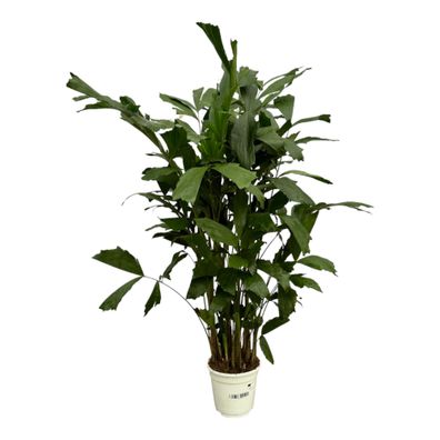 Caryota Mitis - Ø19cm - 100-120cm - Zimmerpflanze - Immergrün