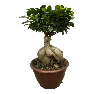 Ficus Microcarpa Ginseng - Ø25cm - 50cm - Zimmerpflanze - Immergrün