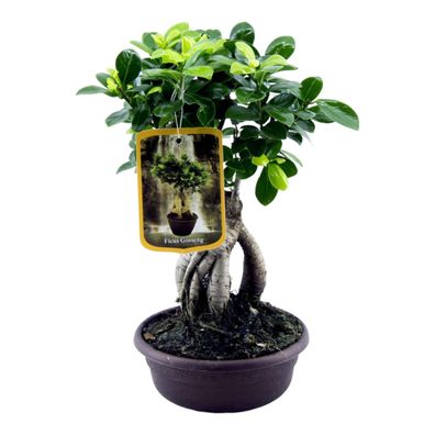 Ficus Microcarpa Ginseng - Ø17cm - 30cm - Zimmerpflanze - Immergrün