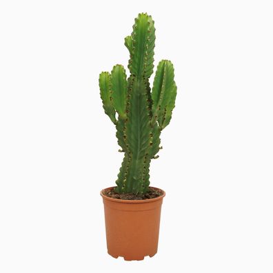 Euphorbia ingens - Ø21cm - 50-60cm - Zimmerpflanze - Immergrün - Kakteen und Suk