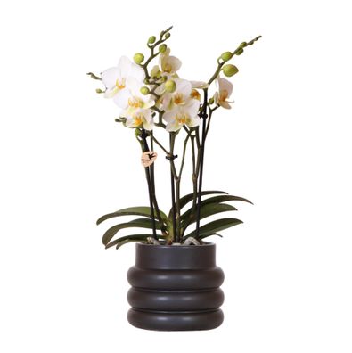 Weiße Phalaenopsis-Orchidee - Lausanne im Blumentopf schwarz - Ø9cm - 25-35cm