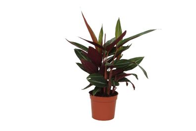 Calathea Stripestar - Ø12cm - 30-40cm - Zimmerpflanze - Immergrün