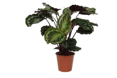 Calathea Medallion - Ø19cm - 80cm - Zimmerpflanze - Immergrün