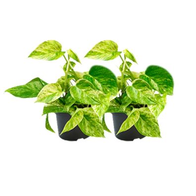 Epipremnum Marble Queen | 2 Stücke - Ø12cm - 15cm - Zimmerpflanze - Multideal