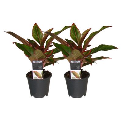 Aglaonema Crete - 2 Stücke - Ø12cm - 30cm - Zimmerpflanze - Multideal