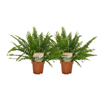 Nephrolepis-Kringelfarn | 2 Stück - Ø12cm - 30cm - Zimmerpflanze - Multideal