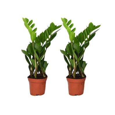 Zamioculcas Zamiifolia | 2 Stück - Ø12cm - 30-40cm - Zimmerpflanze - Multideal