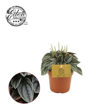 Peperomia Napoli-Nächte - Ø10.5cm - 15cm - Zimmerpflanze - Immergrün - Kakteen