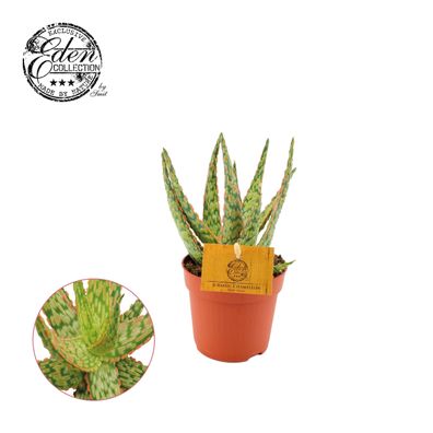 Aloe Hybride - Ø10.5cm - 15cm - Zimmerpflanze - Immergrün - Kakteen und Sukkulenten