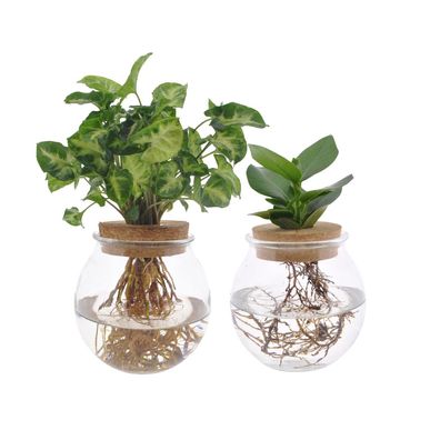 Bolglas Duo Clusia & Syngonium Green | 2 Stücke - Ø12cm - 30cm - Zimmerpflanze