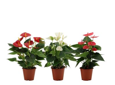 Anthurium color mix | 1 Stücke - Ø12cm - 36cm - Zimmerpflanze - Immergrün