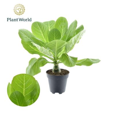 Brighamia Insignis 'Hawaii-Palme' - Ø12cm - 27-37cm - Zimmerpflanze - Immergrün