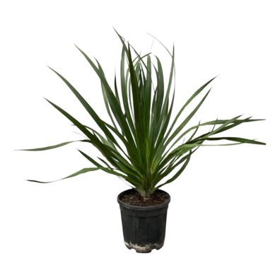 Dracaena Draco - Ø24cm - 100cm - Gartenpflanze