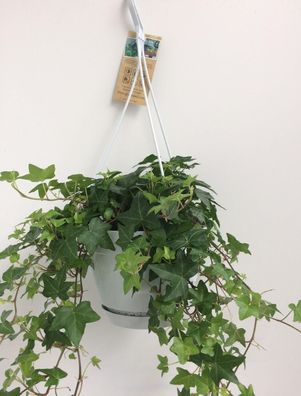 Hedera Helix Grün mit Hängetopf weiß - Ø17cm - 30cm - Zimmerpflanze - Immergrün