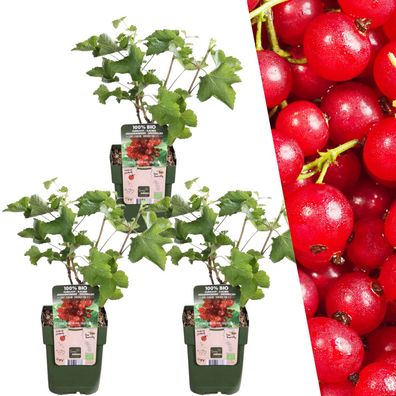 Bio-Stachelbeerpflanzen | 3 Stücke - Ø13cm - 20cm - Gartenpflanze - Multideal