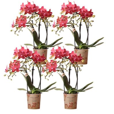 COMBI DEAL von 4 roten Phalaenopsis Orchideen - Kongo blühende Zimmerpflanze - fr