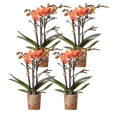 COMBI DEAL von 4 orange Phalaenopsis Orchideen - Bozen blühende Zimmerpflanze - f