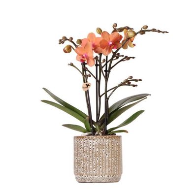 Kolibri Orchids | Orange Phalaenopsis Orchidee - Mineral Bolzano + Jaguar Topf - T