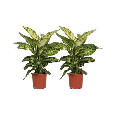 Dieffenbachia Mars | 2 Stücke - Ø17cm - 50cm - Zimmerpflanze - Immergrün - Mult