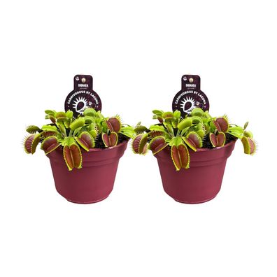 Dionaea Muscipula - Venusfliegenfalle - Fleischfressende Pflanze | 2 Stück - Ø12