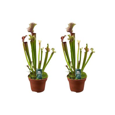 Sarracenia Judith Hindle - Fleischfressende Pflanze | 2 Stück - Ø12cm - 30cm - Z
