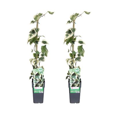 Hedera colchica Dentata Variegata | 2 Stück - Ø15cm - 55-65cm - Gartenpflanze