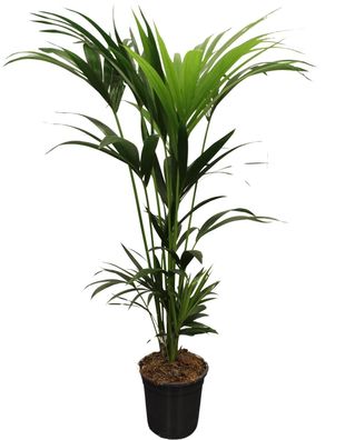 Howea Forsteriana - Kentiapalme - Ø21cm - 120-140cm - Zimmerpflanze - Immergrün