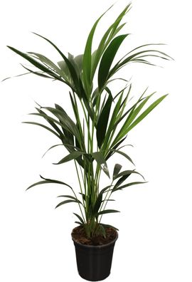 Howea Forsteriana - Kentiapalme - Ø21cm - 90-100cm - Zimmerpflanze - Immergrün