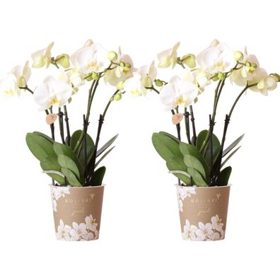 COMBI DEAL von 2 weißen Phalaenopsis-Orchideen - Ø12cm - 55-65cm - Zimmerpflanze