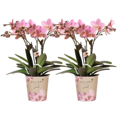 Kolibri Orchids I KOMBI Angebot von 2 altrosa Phalaenopsis Orchideen - Treviso - T