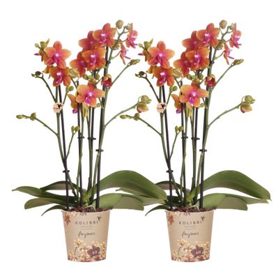 Kolibri Orchids I KOMBI Angebot von 2 duftenden orangefarbenen Phalaenopsis-Orchid